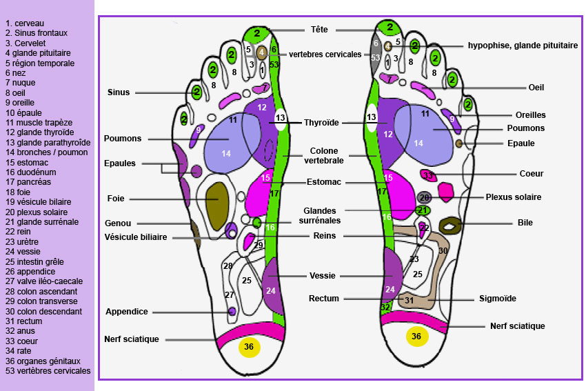 R flexologie Plantaire Massages Yoga R flexologie Plantaire Massages Yoga